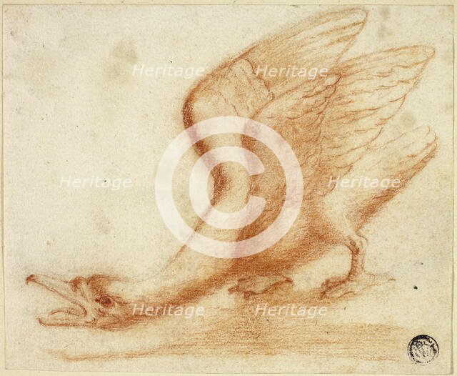 Swan, n.d. Creator: Unknown.