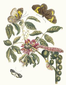 Coronilla Americana Arborescens. From the Book Metamorphosis insectorum Surinamensium, 1705. Creator: Merian, Maria Sibylla (1647-1717).