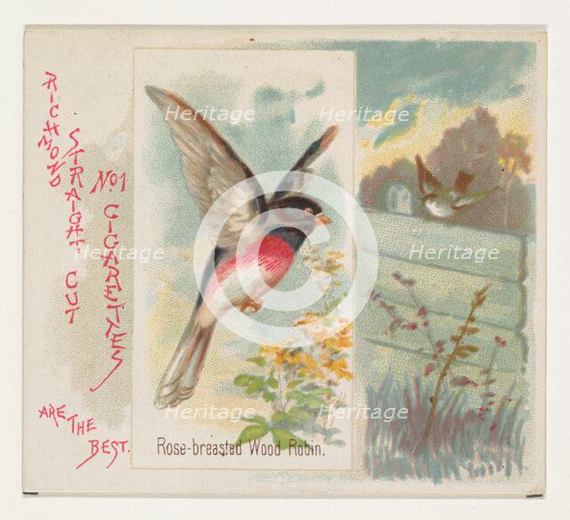Rose-breasted Wood Robin, from the Song Birds of the World series (N42) for Allen & Ginter..., 1890. Creator: Allen & Ginter.