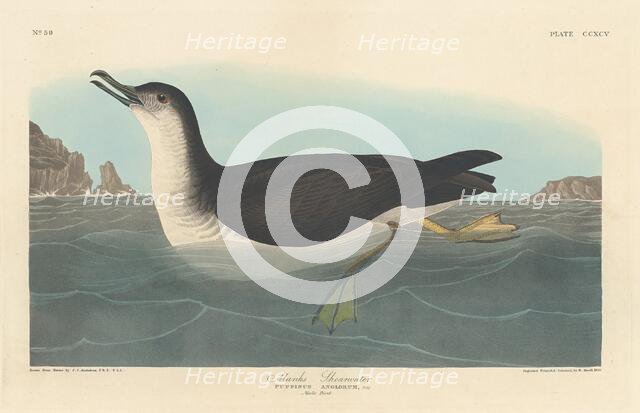 Manks Shearwater, 1836. Creator: Robert Havell.