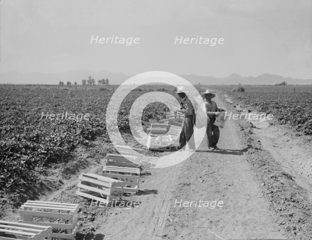 Mexicans picking cantaloupes one mile north of the Mexican border, Imperial Valley, Califoria, 1937. Creator: Dorothea Lange.