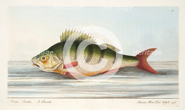 The Perch, from A Treatise on Fish and Fish-ponds, pub. 1832 (hand coloured engraving)