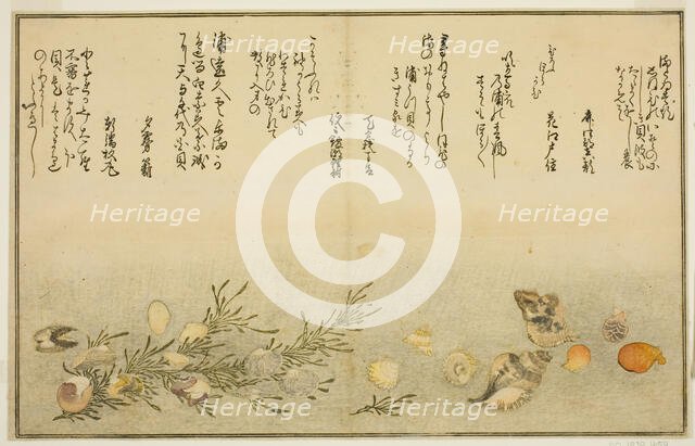 Beni-gai, hora-gai, urauzu-gai, wasure-gai, chiyonohana-gai, and masuho-gai, from..., Japan, 1789. Creator: Kitagawa Utamaro.