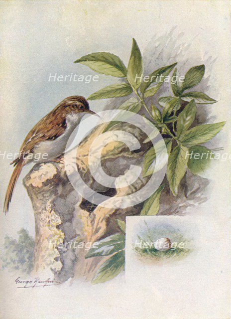 'Tree-Creeper - Cer'thia familia'ris', c1910, (1910). Artist: George James Rankin.