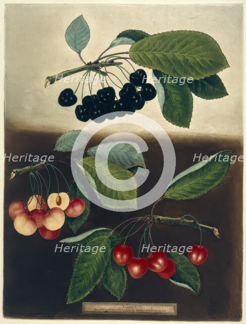 Cherries, 1812.  Creator: George Brookshaw.
