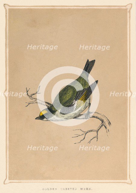 'Golden Crested Wren', (Regulus regulus), c1850, (1856). Artist: Unknown.