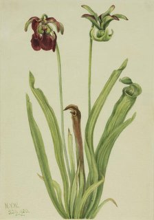 Sweet Pitcherplant (Sarracenia rubra), 1920. Creator: Mary Vaux Walcott.