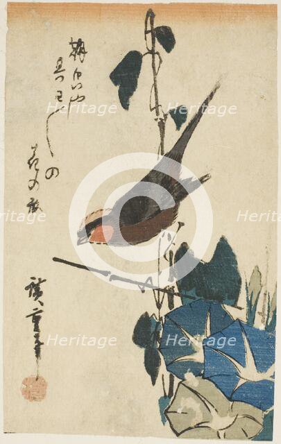 Sparrow and morning glories, n.d. Creator: Ando Hiroshige.