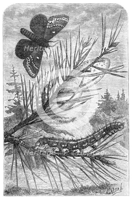 The Pine Bombyx, from "The Universe", 1870. Creator: Mesnel.