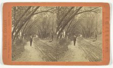 Willow Road, Lanesville, Massachusetts, 1873/81.  Creator: J.W. & J.S. Moulton.