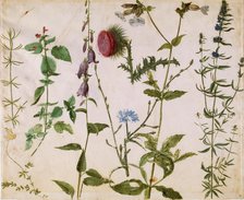 Eight Studies of Wild Flowers, ca 1515-1520. Creator: Dürer, Albrecht (1471-1528).
