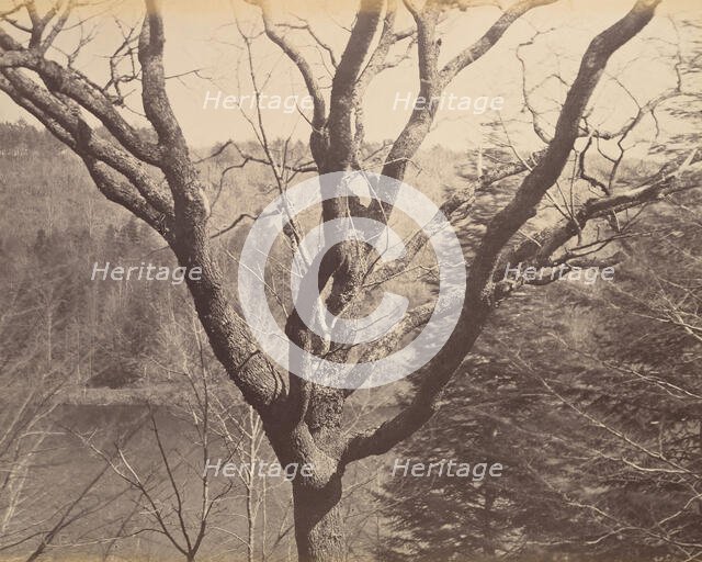 Tree, ca. 1858. Creator: Horatio Ross.