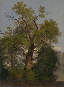 Trees, 1860-1890. Creator: Friedrich Carl von Scheidlin.