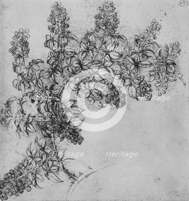 'A Branch of Blackberry', c1480 (1945). Artist: Leonardo da Vinci.