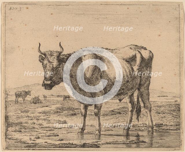 Bull Standing in Water, c. 1657/1659. Creator: Adriaen van de Velde.