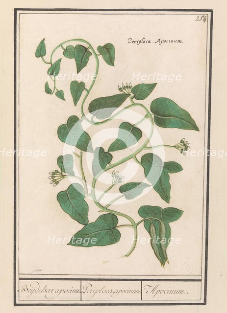 Apocynum, 1596-1610. Creators: Anselmus de Boodt, Elias Verhulst.