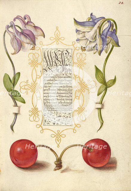 European Columbines and Sweet Cherry, 1561-1562; illumination added 1591-1596. Creator: Joris Hoefnagel.