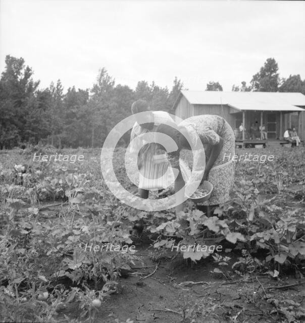 Family of one of the evicted sharecroppers from Arkansas who has been resettled..., Mississippi, 193 Creator: Dorothea Lange.