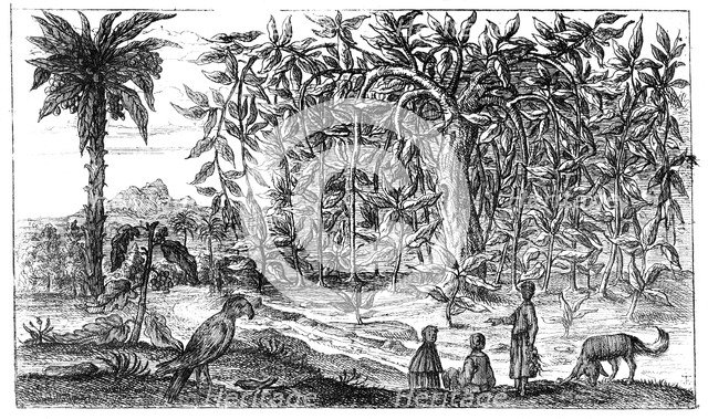 'Fig Trees', 19th century. Artist: Unknown