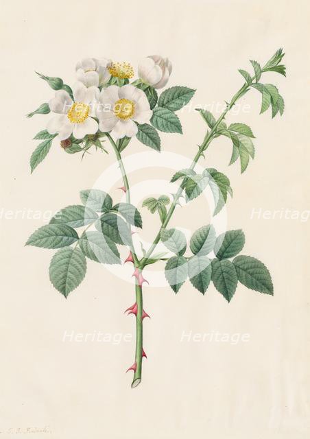 Brier Bush Rose or Dog Rose (Rosa Leucantha), 1817-1824. Creator: Henry Joseph Redouté (French, 1766-1853).