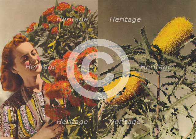 Flowering Gum and Banksia', c1947. Creator: Unknown.