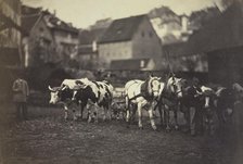 Untitled (Farm Animals), 1850's. Creator: Adolphe Braun (French, 1812-1877).