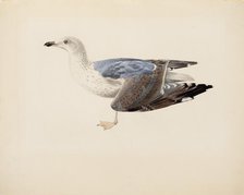 European Herring Gull, 1837. Creator: Magnus von Wright.