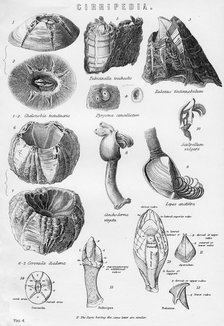 Cirripedia, 19th century. Artist: Unknown