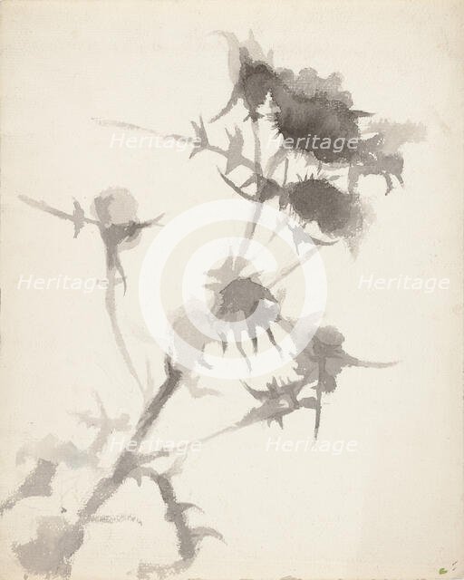 Thistles. Creator: Maria Wiik.