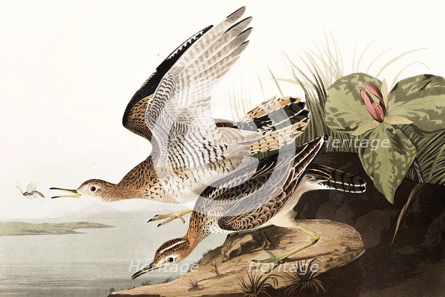 Bartram Sandpiper, Bartramia Longicauda, 1845.