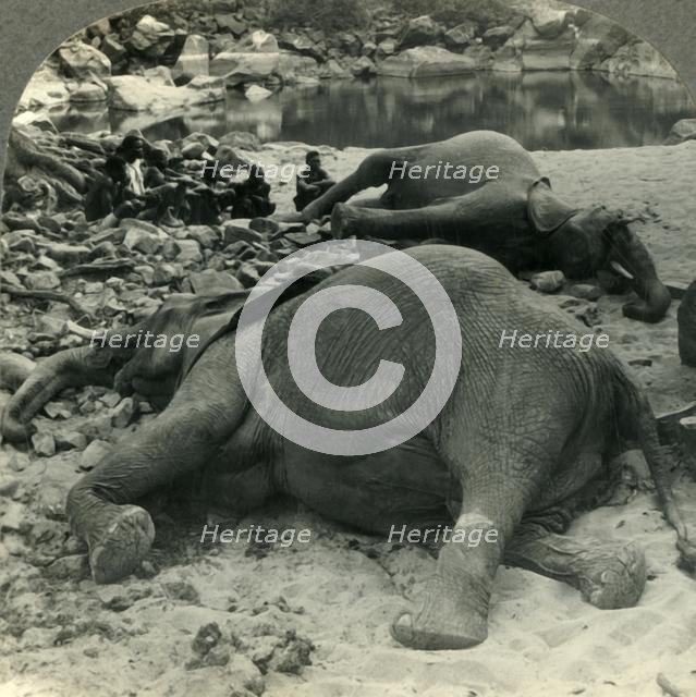 'A Night's Bag - an Elephant Hunt in Africa', c1930s. Creator: Unknown.