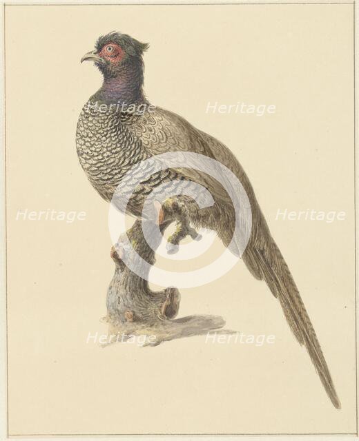 Hunting pheasant, 1759-1842. Creator: Pieter Bartholomeusz. Barbiers.