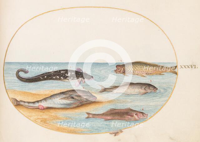 Animalia Aqvatilia et Cochiliata (Aqva): Plate XXXVI, c. 1575/1580. Creator: Joris Hoefnagel.