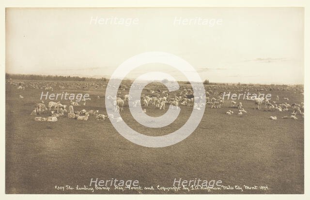 The Lambing Camp, 1894. Creator: Laton Alton Huffman.