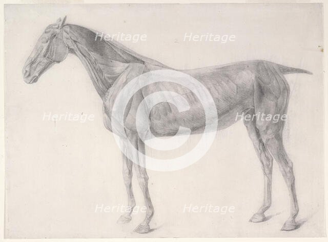 Finished study for 'The Second Anatomical Table of the Muscles ... of the Horse', 1756. Creator: George Stubbs.