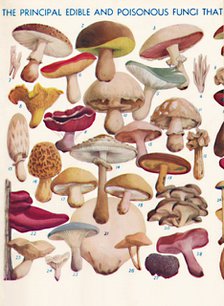 'The Principal Edible and Poisonous Fungi In The British Isles', 1935. Artist: Unknown.