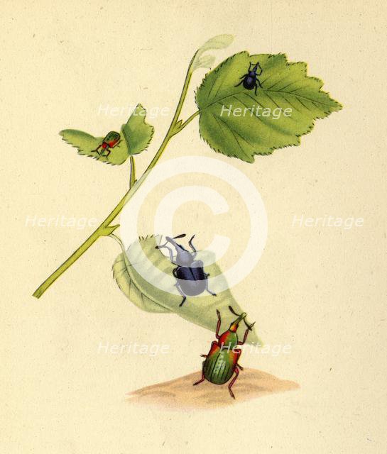 'Birch Weevils: Curculio betulae', 1794, (1945).  Creator: Edward Donovan.