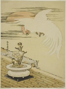 Cock Flying Over Pot of Adonis, c. 1770s. Creator: Isoda Koryusai.