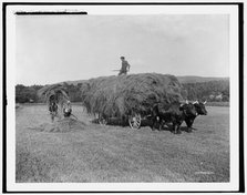 Haying on the meadows, Northfield, Mass., between 1900 and 1906. Creator: Unknown.
