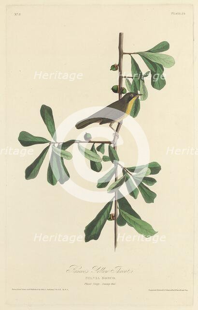 Roscoe's Yellow Throat, 1827. Creator: Robert Havell.