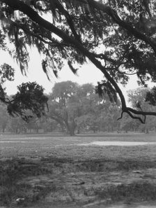 Oak trees, New Orleans, between 1920 and 1926. Creator: Arnold Genthe.