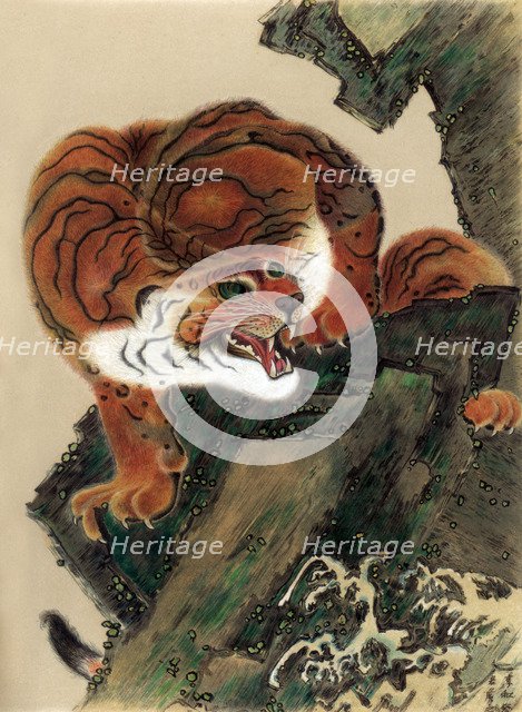 Tiger (from life), 1803 (1886). Artist: Unknown