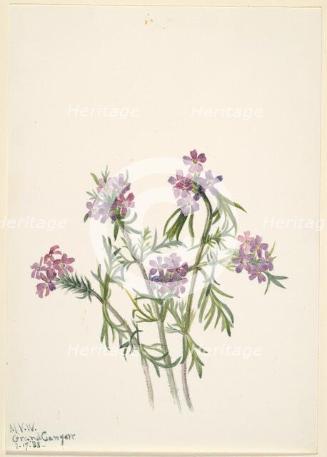 Vervain (Verbena wrightii), 1938. Creator: Mary Vaux Walcott.