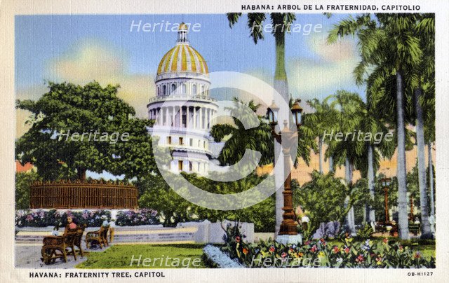 View of the park and Fraternity Tree in front of the Capitol building, Havana, Cuba, 1940. Artist: Unknown