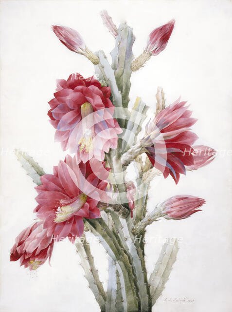 A Flowering Cactus: Heliocereus Speciosus, 1831. Creator: Pierre-Joseph Redoute.