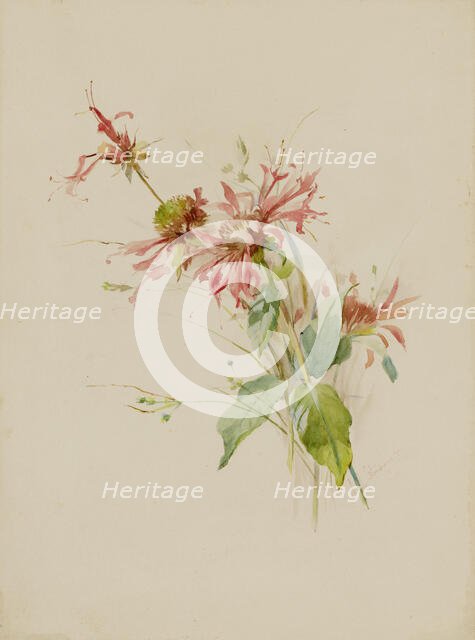 Bergamot (or Bee Baum), late 19th-early 20th century. Creator: Austa Densmore Sturdevant.