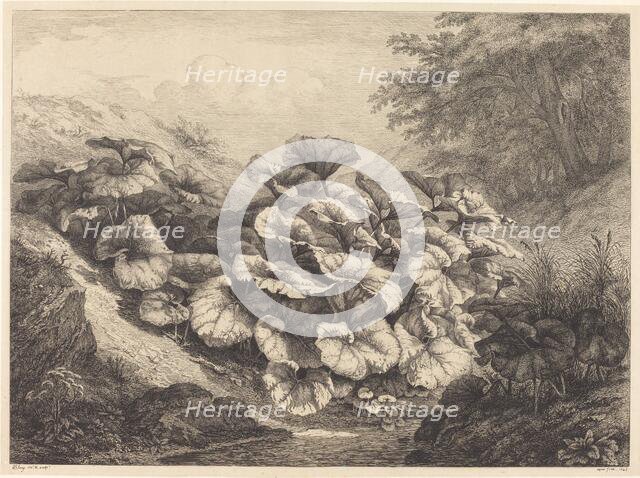 Large Coltsfoot, 1843. Creator: Eugene Blery.