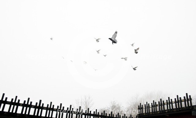 Pigeons flying into the mist from crees, Wrekenton, Gateshead, Tyne and Wear, c1980-c2017. Artist: Historic England Staff Photographer.