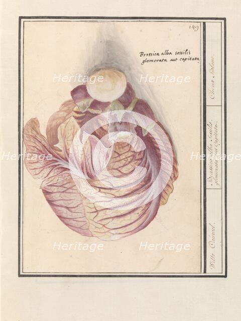 White cabbage (Brassica oleracea), 1596-1610. Creators: Anselmus de Boodt, Elias Verhulst.