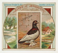 Tumbler Pigeon, from the Birds of America series (N37) for Allen & Ginter Cigarettes, 1888. Creator: Allen & Ginter.